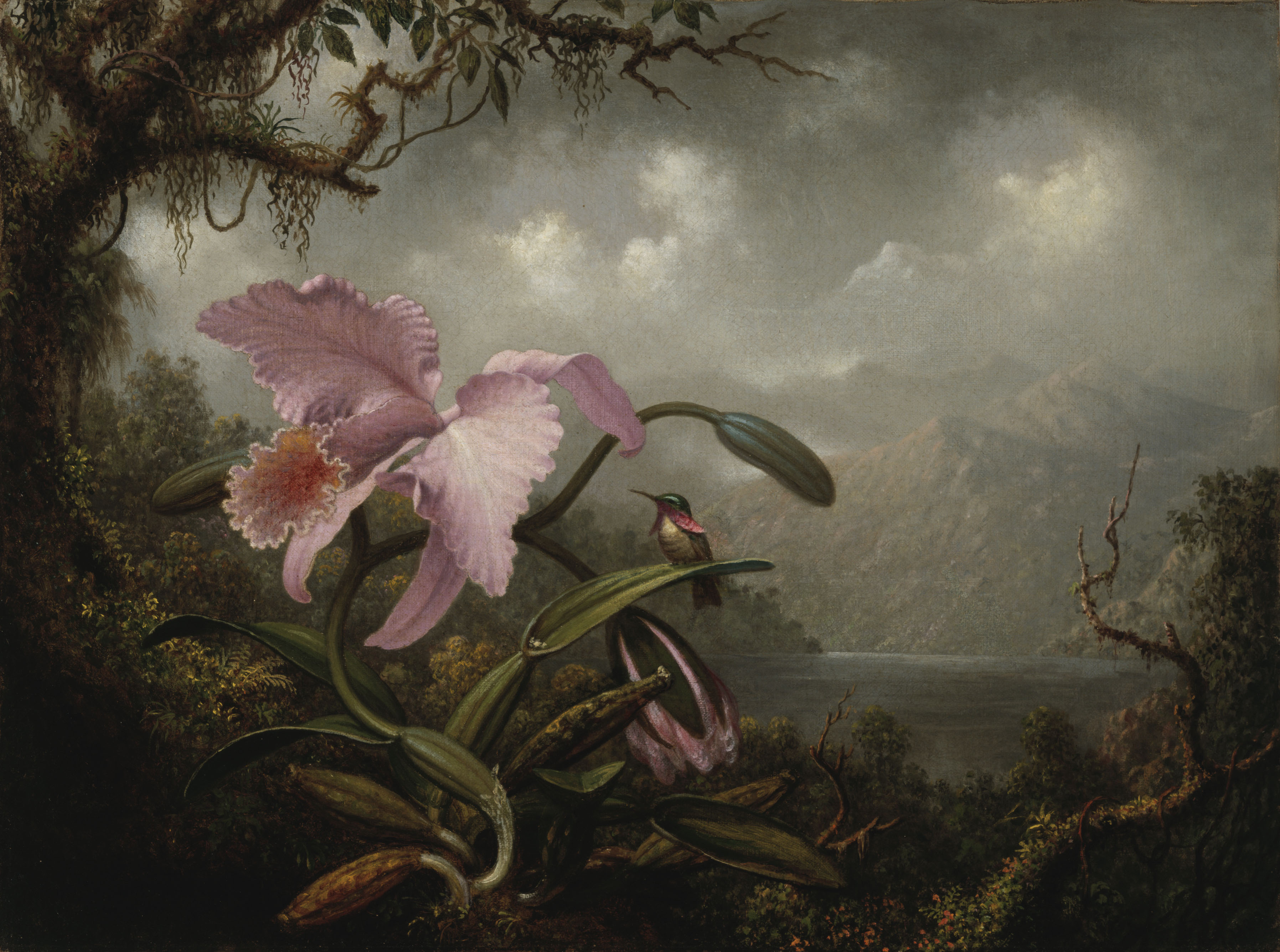 Orchid and Hummingbird by Martin Johnson Heade